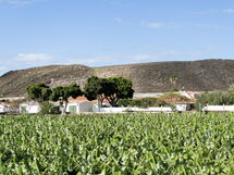 El Laurel