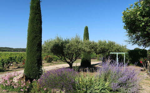Le Mas: Plant, Sky, Plant Community, Flower, Natural Landscape, Tree, Land Lot, Vegetation, Grass, Shrub
