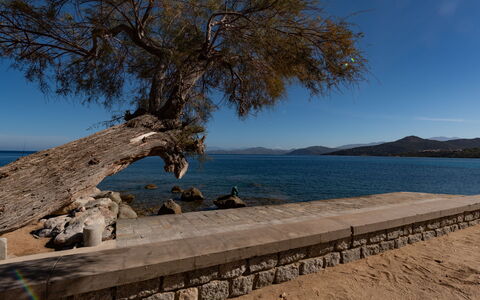 L'Ile Rousse 604: Sky, Water, Wood, Tree, Plant, Coastal And Oceanic Landforms, Trunk, Bank, Woody Plant, Horizon