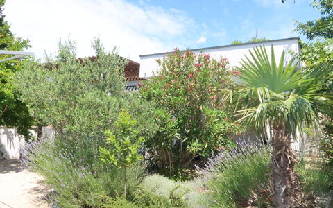 Katarina: Cloud, Plant, Sky, Plant Community, Land Lot, Tree, Natural Landscape, Grass, Terrestrial Plant, Shrub