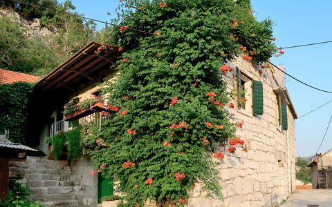 Sonja: Flower, Tree, Plant, Wall, Botany, House, Architecture, Neighbourhood, Shrub