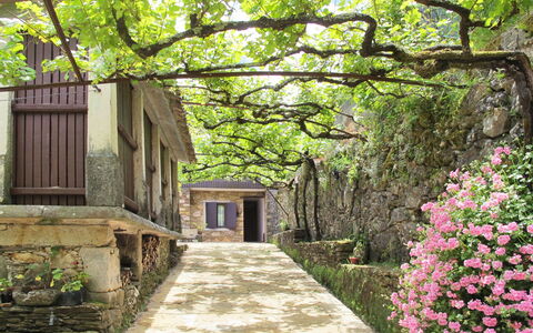 Senhor Do Socorro: Plant, Flower, Property, Green, Tree, Nature, Leaf, Botany, Vegetation, Natural Landscape