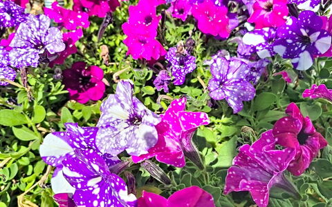 Radstadt 606: Flower, Petal, Green, Yellow, Pink, Purple, Groundcover, Flowering Plant, Garden, Herbaceous Plant