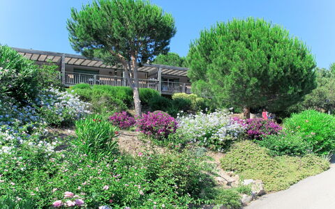 Porto Vecchio 658: Plant, Flower, Sky, Plant Community, Green, Tree, Natural Landscape, Land Lot, Grass, Woody Plant