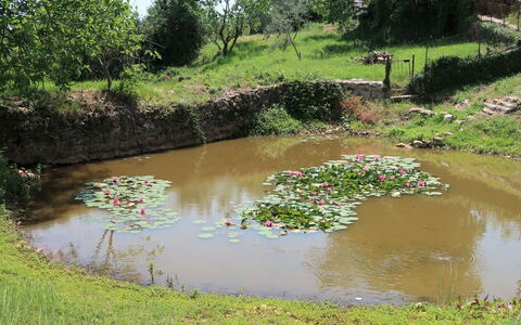 Labin 754: Water, Plant, Water Resources, Flower, Plant Community, Natural Landscape, Tree, Botany, Lake
