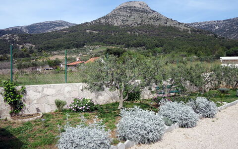 Lucije: Wilderness, Botany, Plant Community, Tree, Spring, Mountain, Garden, Chaparral, Plant, Flower