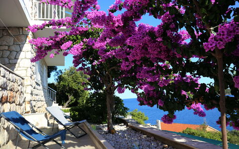 Korčula Korčula 606: Bougainvillea, Flower, Tree, Purple, Pink, Plant, Spring, Lilac, Woody Plant, Magenta