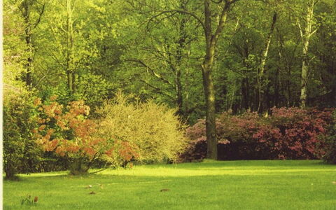 Villa Adriana: Natural Landscape, Tree, Nature, Green, Leaf, Vegetation, Natural Environment, Grass, Biome, Nature Reserve