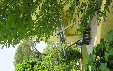 Begonie: Plant, Leaf, Window, Branch, Vegetation, Flower, Sky, Tree, Sunlight, Grass