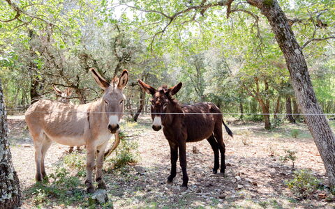 Les Campaou: Plant, Tree, Fawn, Wood, Natural Landscape, Grass, Landscape