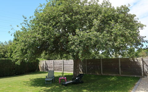 Ty Manolo: Tree, Woody Plant, Plant, Property, Shrub, Land Lot, Grass, House, Canoe Birch, Plane