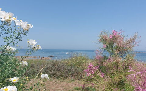 Le Sémaphore: Flower, Shrub, Sea, Coastal And Oceanic Landforms, Coast, Plant Community, Ocean, Flowering Plant, Beach, Wildflower