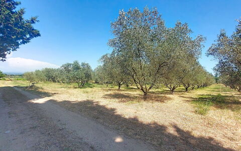 Mas du Combaud: Tree, Plain, Land Lot, Soil, Trail, Woody Plant, Field, Shrubland