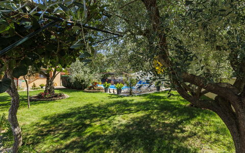Poreč 649: Leaf, Vegetation, Shrub, Garden, Spring, Trunk, Shade, Woody Plant, Sunlight, Lawn