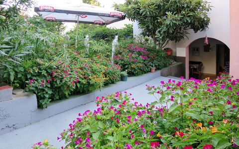 Makarska 656: Flower, Plant, Garden, Flowering Plant, Groundcover, Botany, Shrub, Annual Plant, Landscaping, Landscape