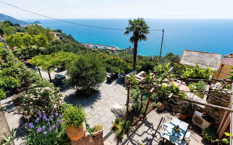 Mare (Flg136): Green, Shrub, Flowerpot, Sea, Ocean, Garden, Coast, Resort, Houseplant