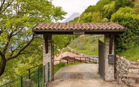 Varenna 618: Plant, Plant Community, Sky, Tree, Botany, Natural Landscape, Shade, Wood, Road Surface, Biome