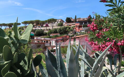 Capoliveri 620: Vegetation, Flower, Plant, Botany, Agave, Botanical Garden, Flowering Plant, Landscape, Garden, Cactus