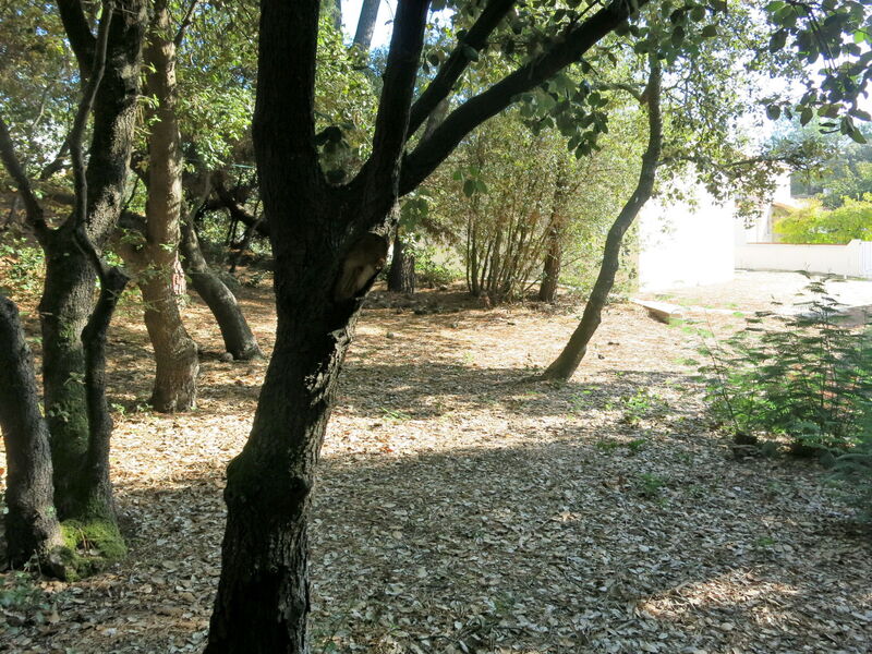 Les Algues