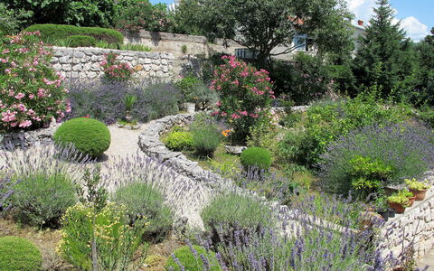 Novi Vinodolski 634: Plant, Flower, Plant Community, Sky, Tree, Natural Landscape, Grass, Landscape, Shrub, Groundcover
