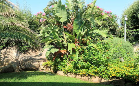 La Dolce Vita: Plant, Vegetation, Tree, Banana Family, Flower, Garden, Botany, Grass, Leaf, Botanical Garden