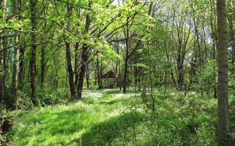 Alexandre: Plant, Tree, Wood, Natural Landscape, Terrestrial Plant, Trunk, Biome, Shade, Groundcover, Deciduous