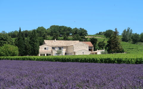 La Machotte: Lavender, Field, Lavender, English Lavender, Farm, Property, Rural Area, Flower, Plant, Grass Family