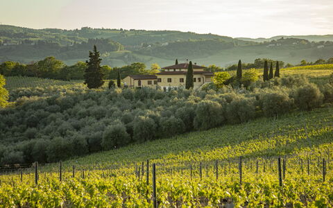 Podere San Michele: Plant, Shade, Outdoor Furniture, Tree, Architecture, Real Estate, Leisure, Comfort, Sunlounger, Tints And Shades