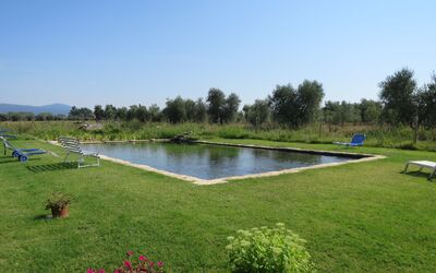 Roccastrada 623: Plant, Natural Landscape, Garden, Land Lot, Shrub, Yard, Swimming Pool, Park, Lawn, Landscaping