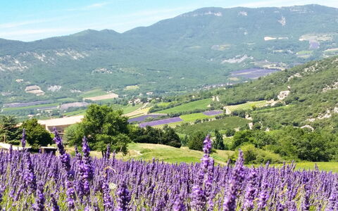 Le Cèdre: Sky, Flower, Mountain, Plant, Ecoregion, Cloud, Green, Natural Landscape, Agriculture, Lavender