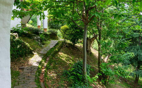 Leggiuno 605: Vegetation, Tree, Green, Natural Environment, Nature Reserve, Plant, Leaf, Biome, Botany, Woody Plant