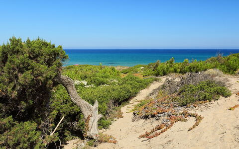 Baia delle Mimose: Vegetation, Coast, Beach, Shore, Sea, Natural Landscape, Natural Environment, Plant Community, Sky, Nature Reserve