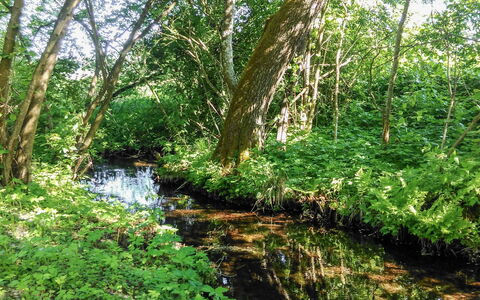 Zatylówka Dom Na Wyspie: Natural Landscape, Nature Reserve, Vegetation, Natural Environment, Tree, Nature, Riparian Zone, Riparian Forest, Forest, Watercourse