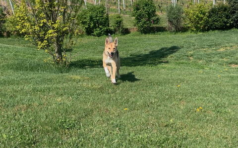Costigliole D'Asti 602: Plant, Dog Breed, Carnivore, Tree, Grass, Fawn, Fence