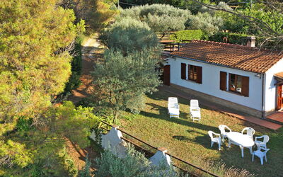 Ulivo - Montescudaio, Tuscany, Italy