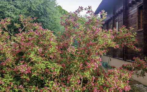 Kopalino 7: Flower, Plant, Sky, Plant Community, Building, Window, Shrub, Groundcover, Tree, Landscape