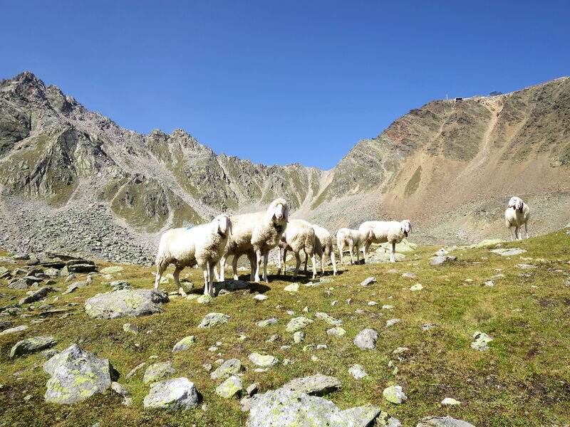 Alpenheim Mathias (Soe605)
