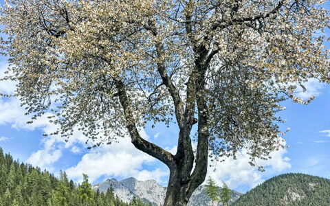Ramsau am Dachstein 616: Branch, Tree, Nature, Vegetation, Grassland, Plain, Twig, Spring, Trunk, Meadow