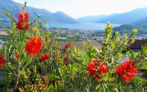 Vista Panorama: Flower, Flowering Plant, Plant, Vegetation, Wildflower, Botany, Plant Community, Landscape