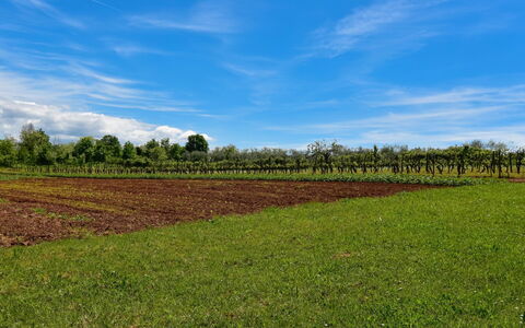 Santin: Sky, Field, Natural Landscape, Green, Land Lot, Natural Environment, Cloud, Farm, Grassland, Grass