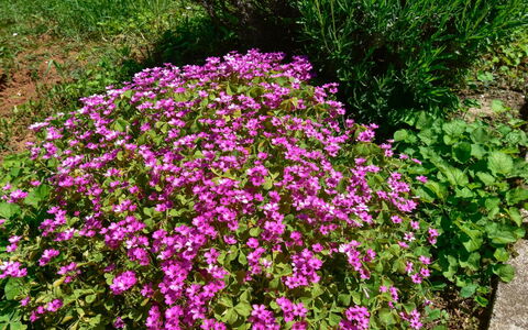 Santin: Flower, Flowering Plant, Plant, Groundcover, Shrub, Subshrub, Garden, Annual Plant
