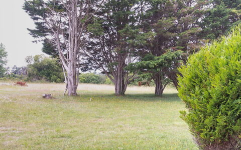 Les Mielles: Plant, Plant Community, Tree, Natural Landscape, Land Lot, Sky, Grass, Evergreen, Trunk, Groundcover