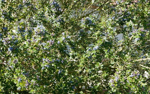 La Batterie: Plant, Flower, Twig, Tree, Groundcover, Shrub, Flowering Plant, Subshrub, Herb, Grass