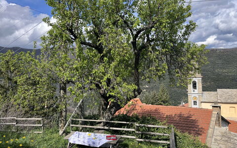 Valloria 602: Tree, Leaf, Branch, Vegetation, Spring, Trunk, Village
