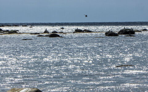 Åptafjorden: Water, Sea, Ocean, Wind Wave, Wave, Wildlife, Beach