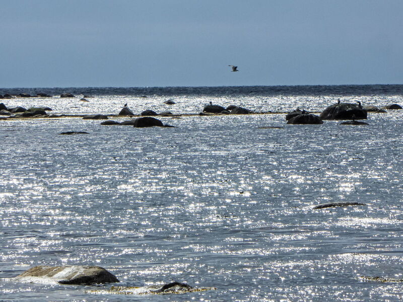 Åptafjorden