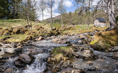 Fjellbris