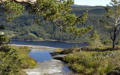 Bakketoppen