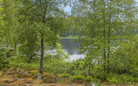 Forneboda: Plant, Water, Natural Landscape, Natural Environment, Tree, Branch, Trunk, Watercourse, Lake, Bank