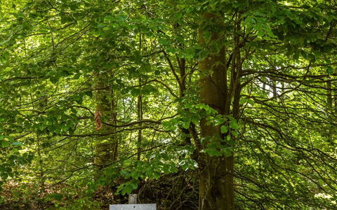 Erikstorp 142: Plant, Natural Landscape, Trunk, Terrestrial Plant, Tree, Wood, Grass, Woody Plant, Deciduous, Groundcover